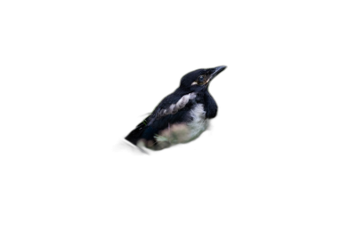 small magpie floating in the air, solid black background, no shadows on ground, no other elements in picture, high resolution photography, professional color grading, soft shadow, clean sharp focus, bokeh black background  Transparent Background