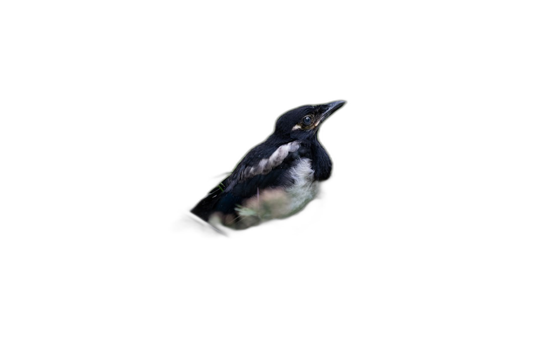 small magpie floating in the air, solid black background, no shadows on ground, no other elements in picture, high resolution photography, professional color grading, soft shadow, clean sharp focus, bokeh black background  Transparent Background