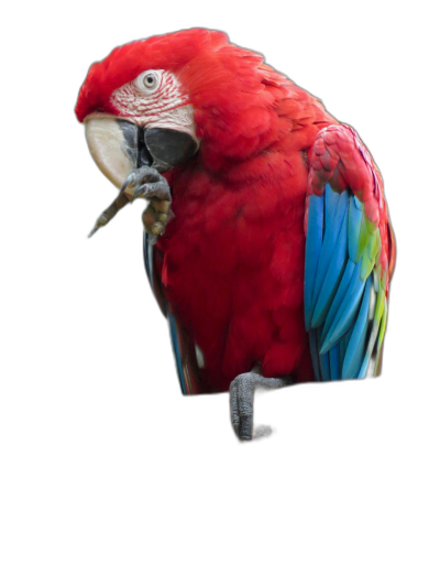 A vibrant red parrot with blue and green feathers perched on the edge of an iPhone screen, holding food in its beak, isolated against a black background, in the style of a detailed photography.  Transparent Background