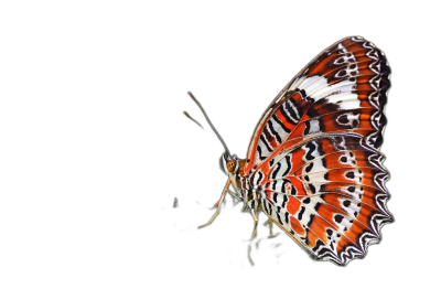 Side view of a butterfly with a white and red pattern on its wings against a black background, in the style of high definition photography.  Transparent Background