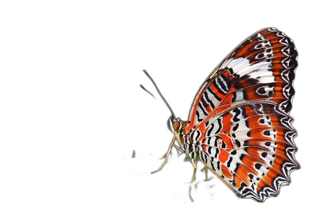 Side view of a butterfly with a white and red pattern on its wings against a black background, in the style of high definition photography.  Transparent Background