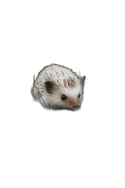 A cute hedgehog peeking out from the darkness, its tiny eyes glowing in an eerie light against a black background, in the style of macro photography. Simple, minimalistic, cute, and adorable with a white and brown color theme, isolated on a dark background, high resolution, 3d render, stock photo.  Transparent Background