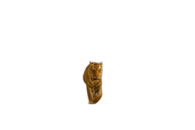 Tiger in darkness, minimalism, isolated on a black background, in the style of high resolution photography  Transparent Background