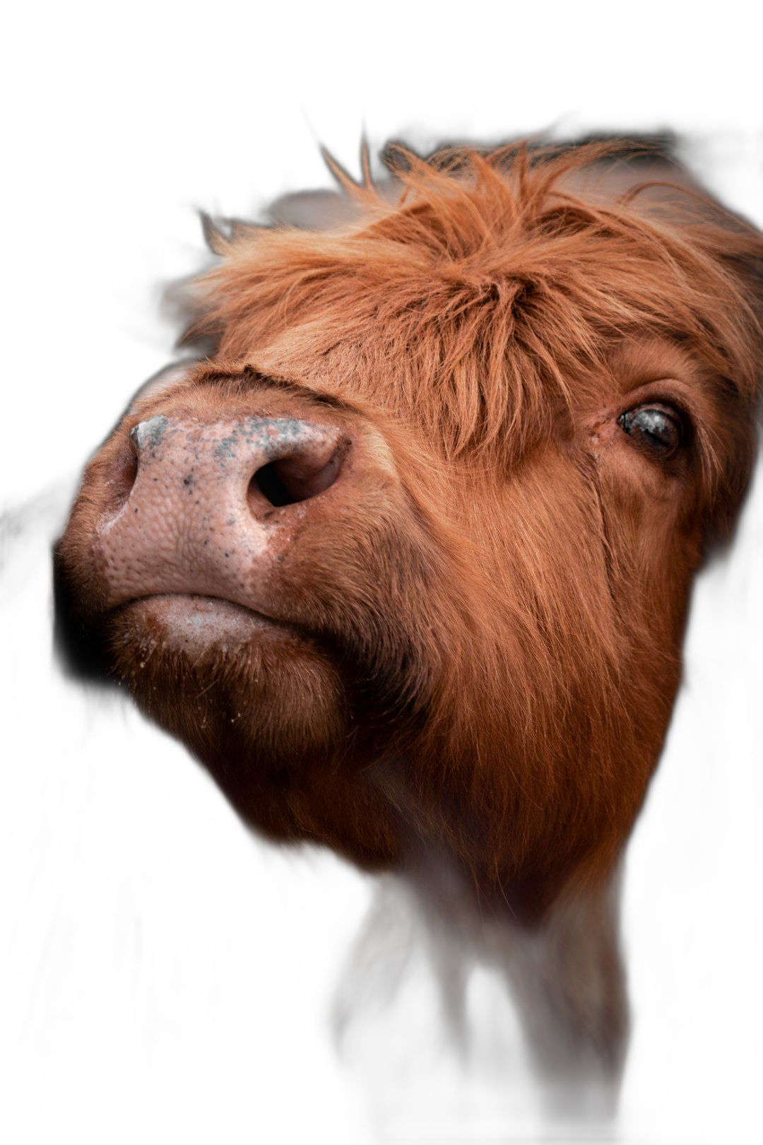 A cute highland cow portrait in the style of macro photography on a black background from a professional studio shot using a Hasselblad camera with a shallow depth of field and focus stacking technique for no blur and sharpness at f/20 and 58mm f-stop.  Transparent Background