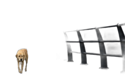 A golden retriever dog walking on the left side of an empty black metal bench against a black background in the style of high definition photography.  Transparent Background