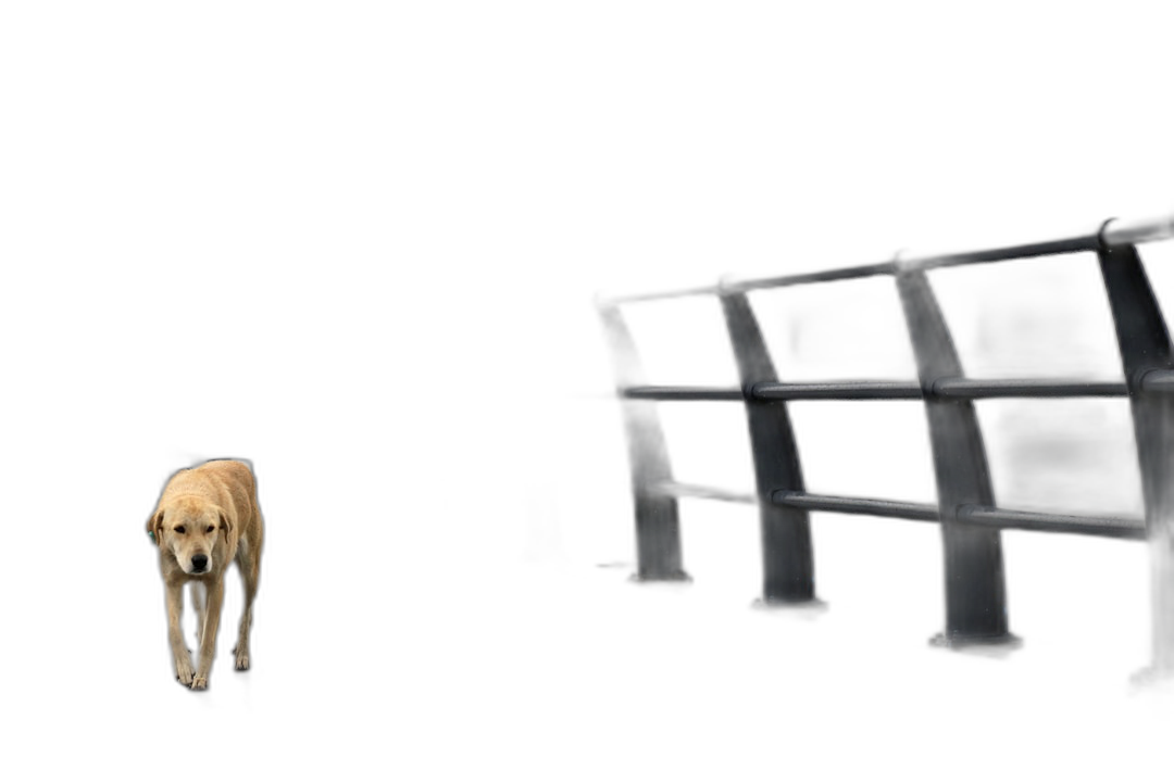 A golden retriever dog walking on the left side of an empty black metal bench against a black background in the style of high definition photography.  Transparent Background