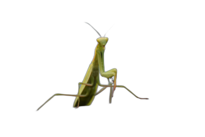 praying mantis on black background, isolated, hyper realistic photograph  Transparent Background