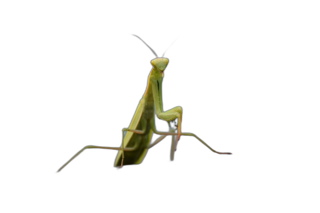 praying mantis on black background, isolated, hyper realistic photograph  Transparent Background