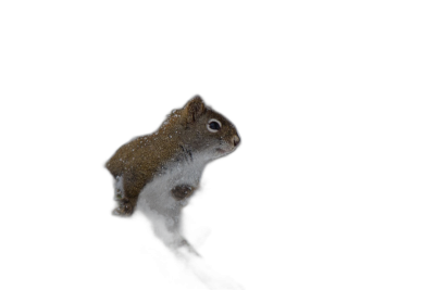 side view of a cute squirrel in the dark, on a black background, in the style of professional photography, in the style of professional color grading  Transparent Background