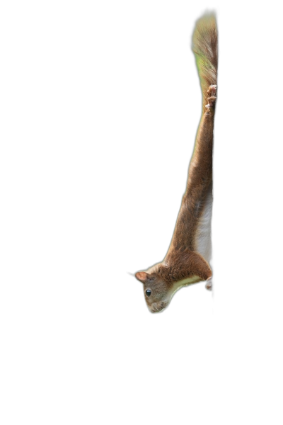 A squirrel flying upside down in full body against a black background in the style of photorealistic high resolution photography.  Transparent Background