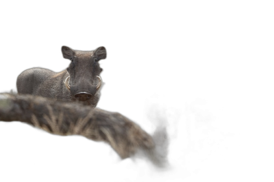 A warthog in the dark, on top of a tree branch, against a black background, in a close up style, in the style of National Geographic photography.  Transparent Background