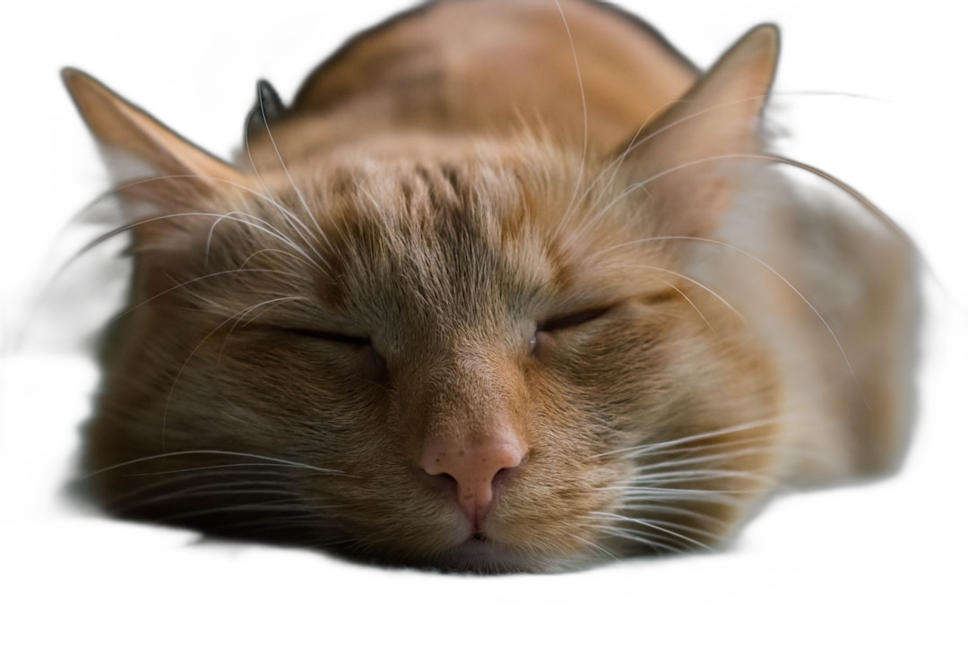 A cute orange cat sleeping, portrait photography, black background, high resolution photography, detailed, professional color editing, in the style of a professional photographer.  Transparent Background