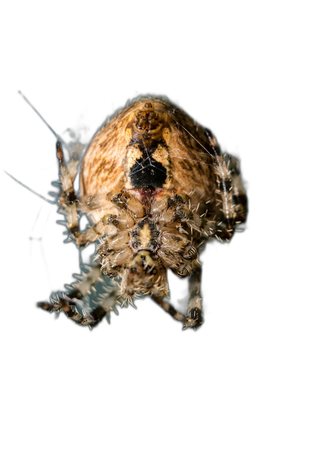 portrait of an spider hanging upside down, on black background, macro photography, closeup  Transparent Background