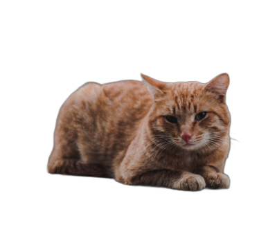 A full body photo of an orange cat with a black background, lying down and looking at the camera, photorealistic, studio lighting, high resolution photography, hyper realistic, detailed skin texture, fujifilm xt4  Transparent Background