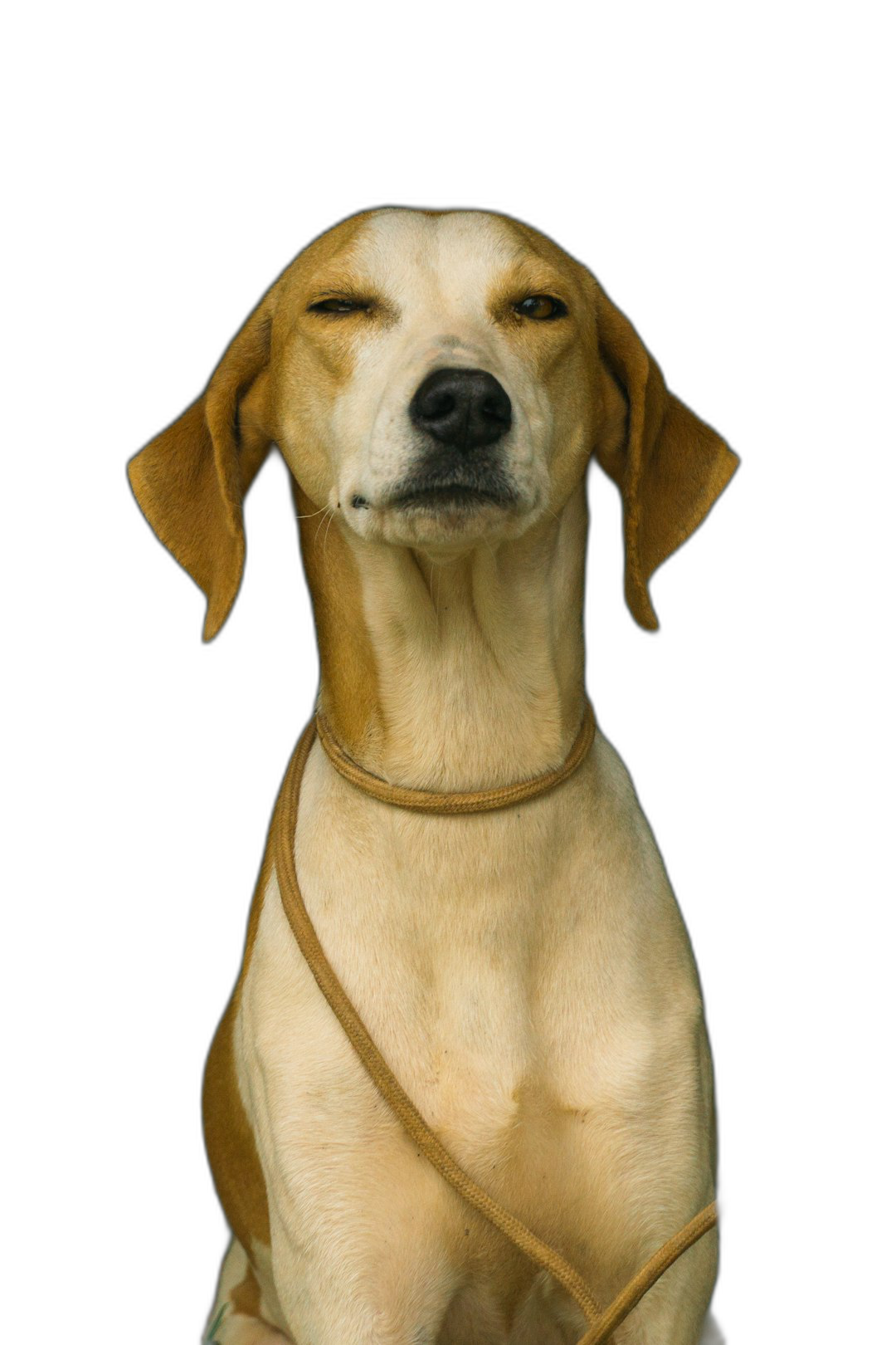 A realistic portrait of an elegant foxhound dog with head tilted back, sitting on black background, wearing leather collar and leash, with closed eyes and smiling expression, looking at the camera, by [Martin Parr](https://goo.gl/search?artist%20Martin%20Parr)  Transparent Background