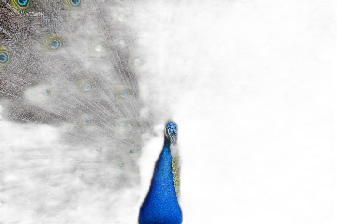 Close up of peacock with blue tail feathers against a dark background, in the style of National Geographic photography.  Transparent Background