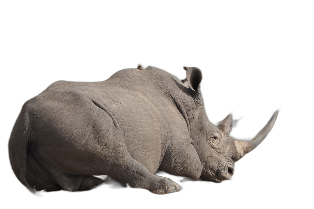 A white rhino sleeping on its side, full body, isolated against a black background, in the style of high definition photography.  Transparent Background