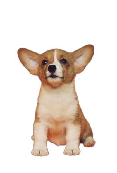 Puppy Corgi sitting on black background, cute and funny, portrait photo, front view, hyper realistic photography  Transparent Background