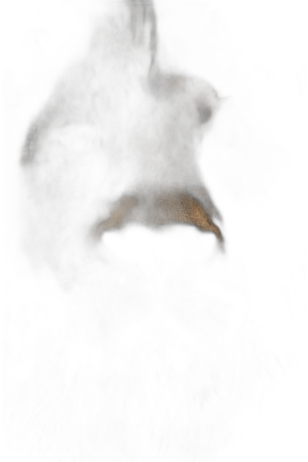 a close up of the mouth and nose from an animal in darkness, a lion’s head emerging out of pitch black background, only light is coming through its eyes, minimalism, cinematic, hyperrealistic photography,  Transparent Background