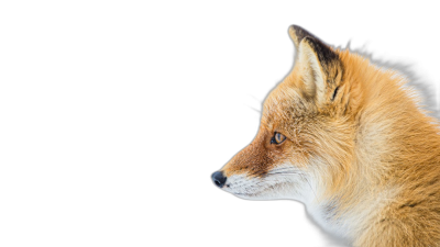 Red fox close up in profile on black background, copy space concept  Transparent Background