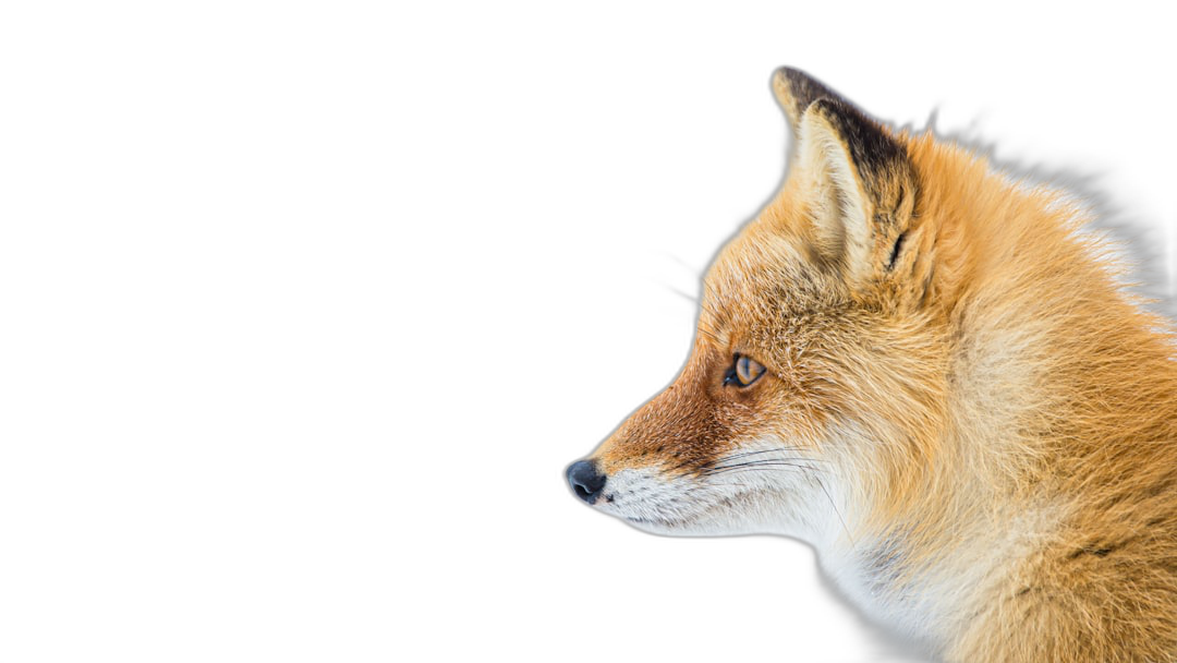 Red fox close up in profile on black background, copy space concept  Transparent Background