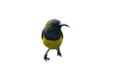 Photo of A sunbird on black background, high quality photo  Transparent Background