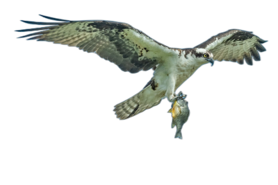 osprey with fish in talons, flying over black background, high resolution photo realistic  Transparent Background