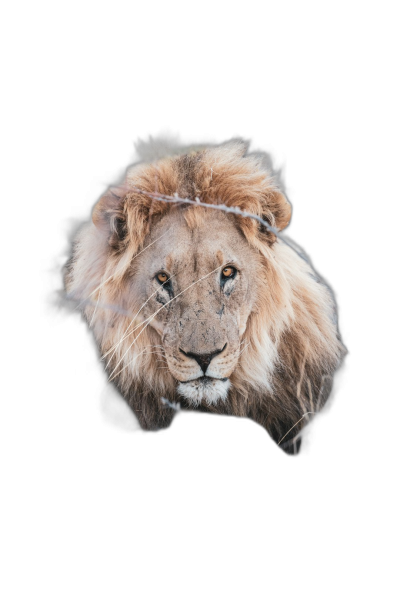 A portrait of an African Lion with fur in the shape of diamond ring, isolated on black background, hyper realistic photography  Transparent Background