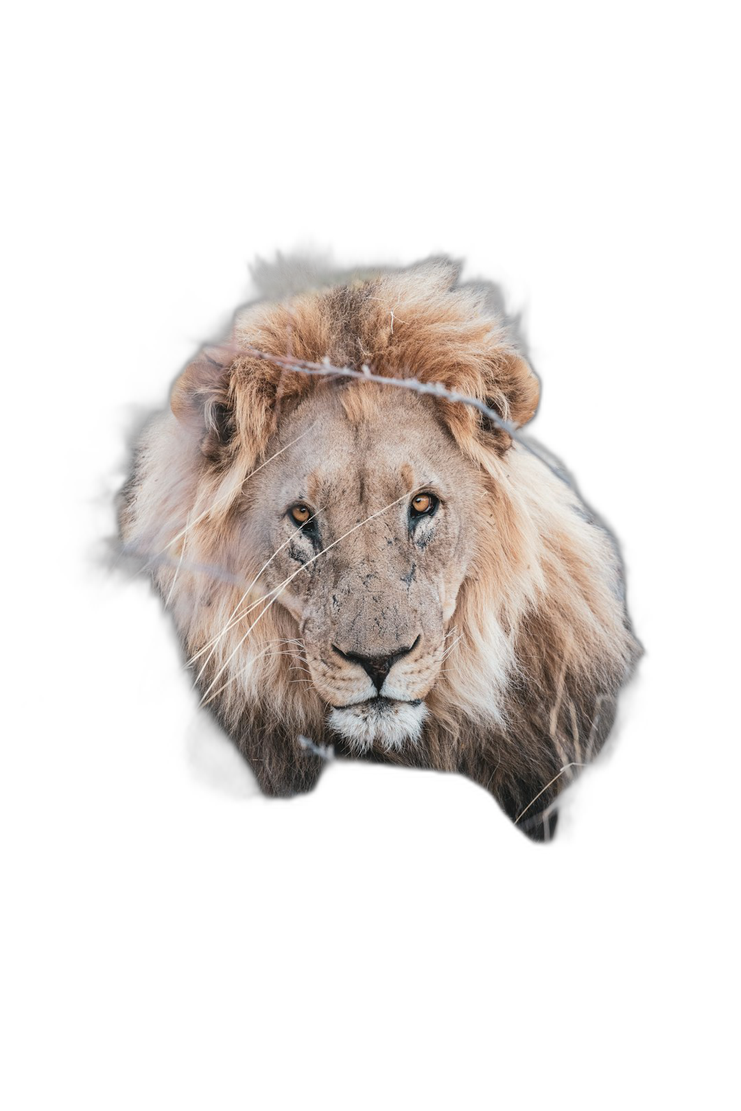 A portrait of an African Lion with fur in the shape of diamond ring, isolated on black background, hyper realistic photography  Transparent Background