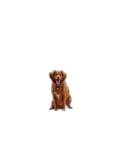 A cute happy dog sitting in the middle of an all-black background, with its mouth open and tongue out. The dog is smiling, looking friendly but curious. It has soft fur that glows slightly golden brown. The scene captures only one side of his body, from head to tail, and he appears small next to such a large black backdrop. He's centered on it, creating a balanced composition. This photo was taken in the style of professional photographers using high-quality cameras for crisp details and vibrant colors.  Transparent Background