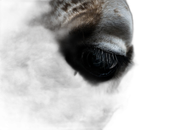 Close up of horse's eye, on a black background, in low light photography, with dramatic shadows, creating a mysterious mood.  Transparent Background