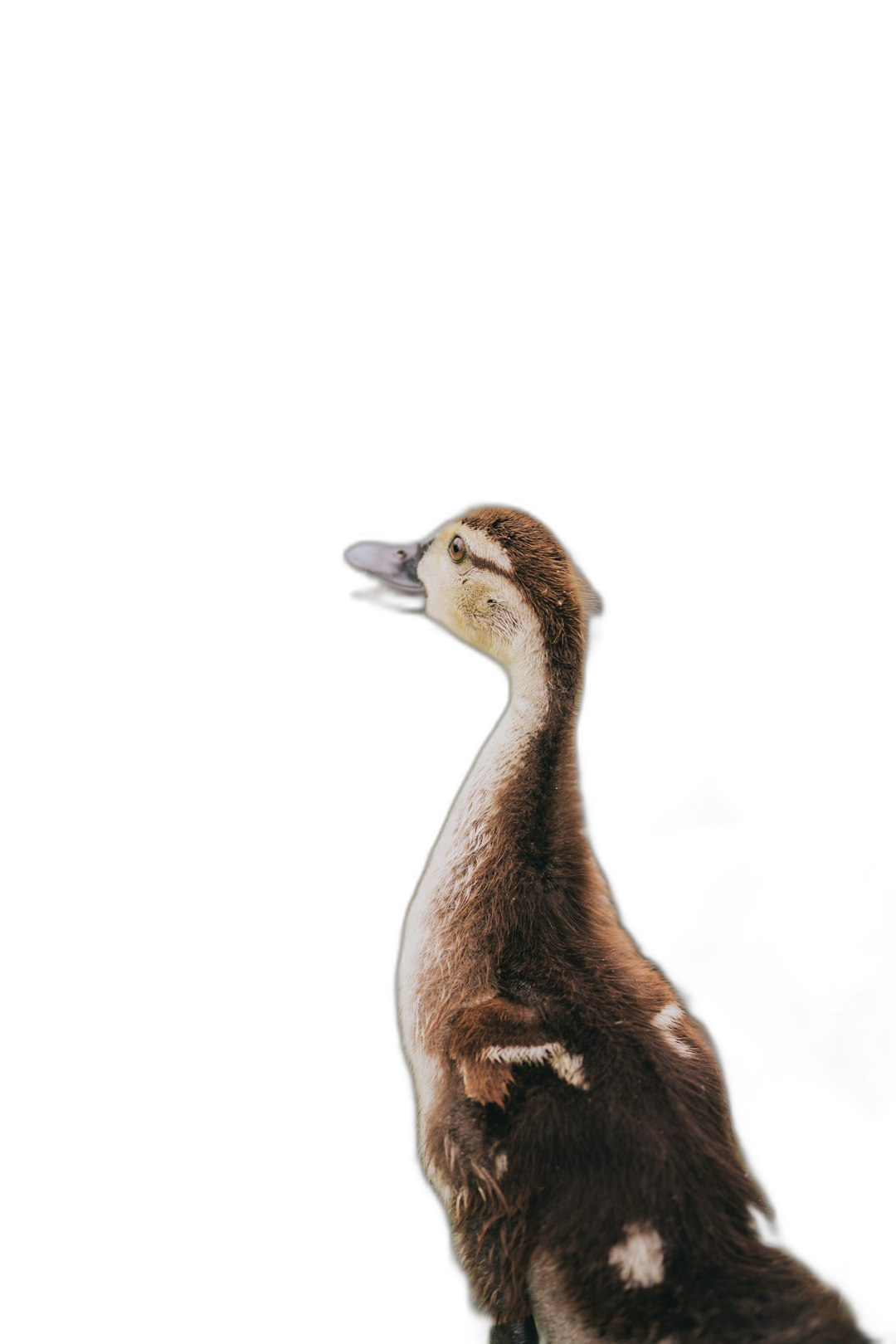 side view of a duckling standing on its hind legs looking up against a solid black background in the style of high definition photography.  Transparent Background