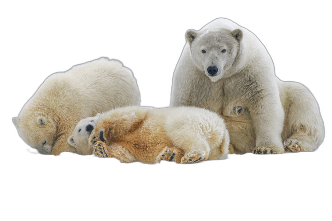 polar bears sleeping, isolated on black background, cutout, PNG file with transparent layers, hyperrealistic photography style  Transparent Background