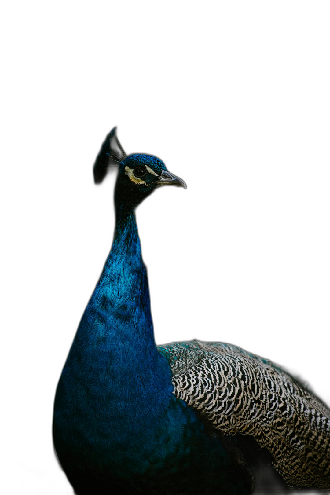 A peacock with blue plumage, looking sideways at the camera, stands on a black background. The portrait photography is a closeup shot in the minimalist style of contrast between light and shadow. The high definition details capture the photo in the style of National Geographic.  Transparent Background