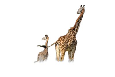 A mother giraffe and her baby, standing with their backs to the viewer on a black background, isolated with a white border around them, in the style of stock photo photography, high resolution photography  Transparent Background