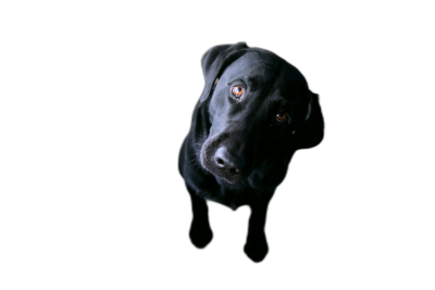 A black labrador looking up at the camera, against a black background, with high contrast, in the style of studio photography, in a cinematic style.  Transparent Background