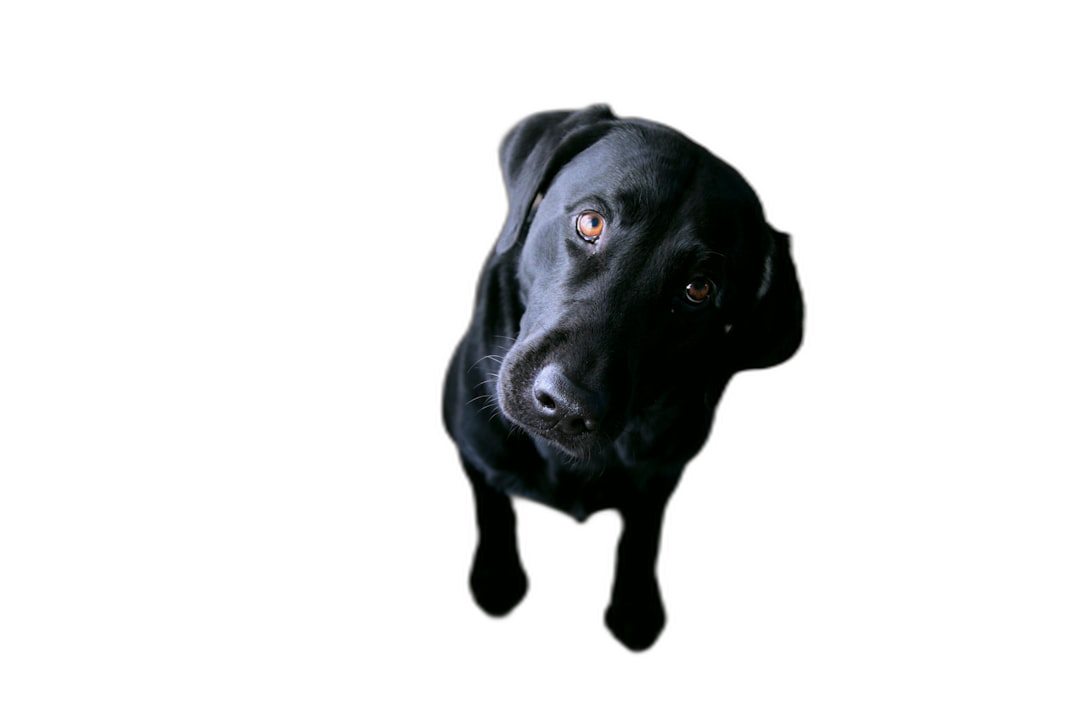 A black labrador looking up at the camera, against a black background, with high contrast, in the style of studio photography, in a cinematic style.  Transparent Background