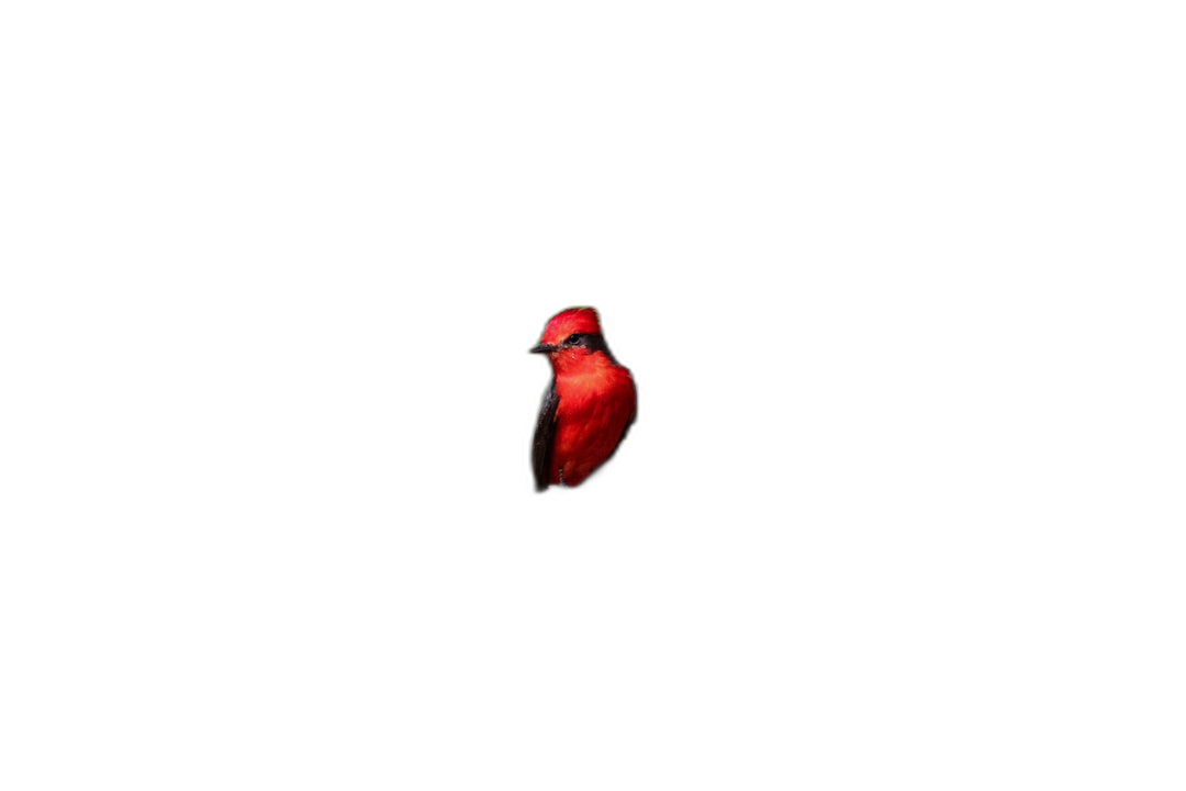 A red bird floating in the air on a pure black background, backlight photography in the style of stick figure, with full high-definition resolution.  Transparent Background