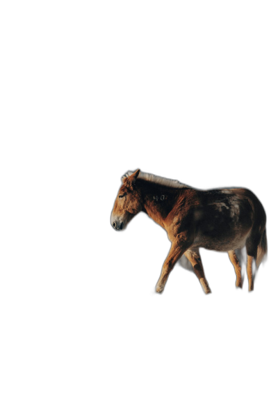 Horse walking on a black background, animal photography in the studio with lighting, minimalist style, high resolution image with high detail, simple and clean image in the style of a wallpaper.  Transparent Background