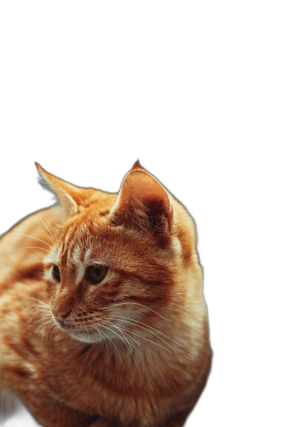 A red cat in a closeup shot against a solid black background in the style of high definition photography.  Transparent Background