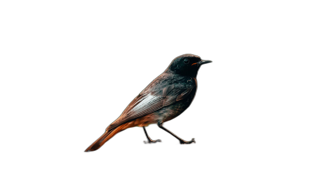 Black background, bird standing on the ground, photography, high definition details, high resolution  Transparent Background