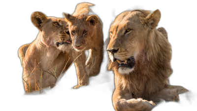 A family of lions, male and female lioness, cub on black background, high detail, high resolution photography  Transparent Background