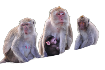 Three female macaques with babies, sitting together on black background, realistic photo  Transparent Background