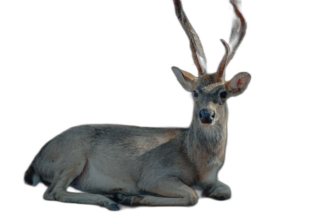 full body photo of deer lying down, isolated on black background,  Transparent Background