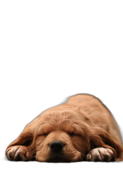 Cute golden retriever puppy sleeping on black background, close up, minimalism, simple, high definition photography  Transparent Background