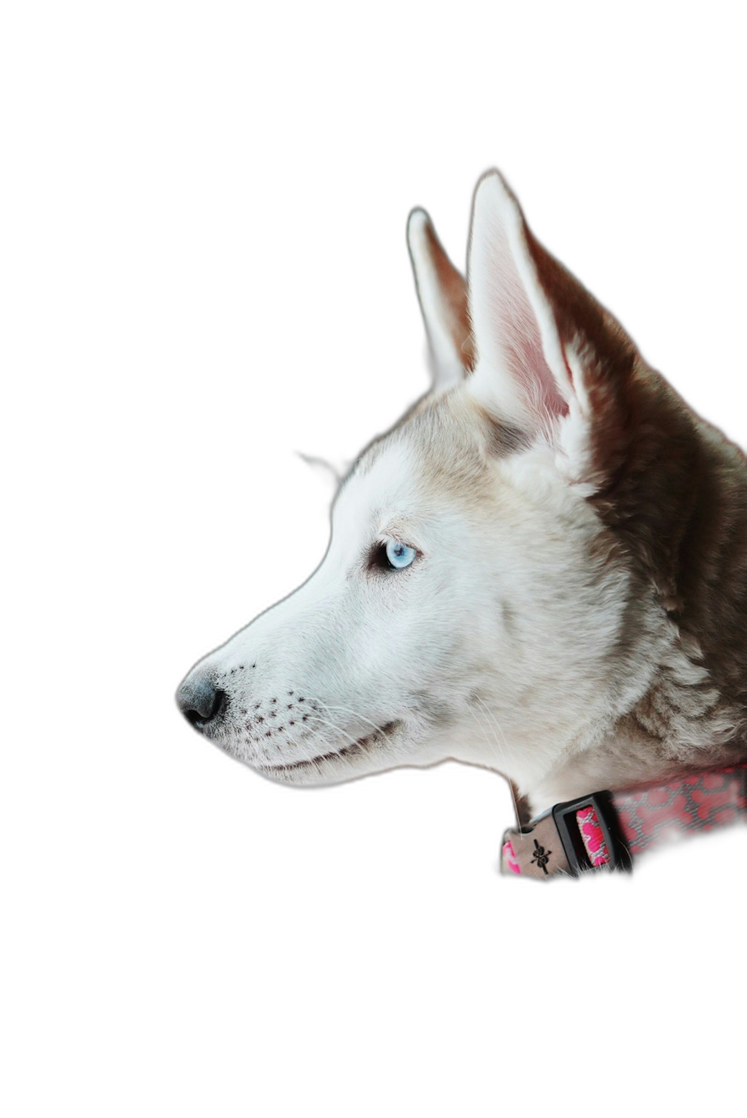 A white husky with blue eyes wearing a red collar in profile against a solid black background in a close-up, minimalist photographic style.  Transparent Background