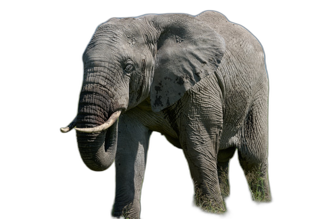 An elephant standing on grass, isolated against a black background, in a high resolution photograph.  Transparent Background