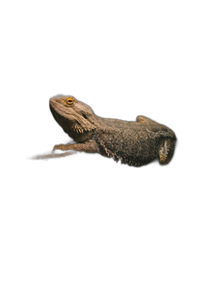 A bearded dragon lizard floating in the air on a black background, in a studio photography close up portrait, in the style of Hasselblad X2D, with high detail  Transparent Background