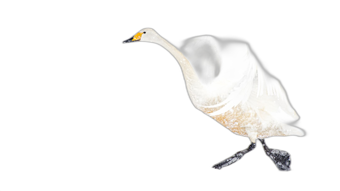 A white swan flying in the air, its wings spread wide, with a yellow beak and black background, white feathers, and long legs. Captured in the style of high definition photography, with high details, symmetrical composition, in a side view captured with a telephoto lens. The head is illuminated, presenting a clean environment. It has bright colors and soft lighting effects, in the style of studio lighting.  Transparent Background