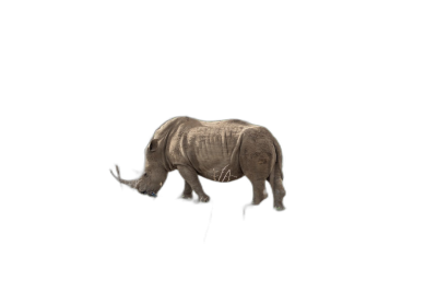 white rhino walking in darkness, 3d render, black background, isolated  Transparent Background